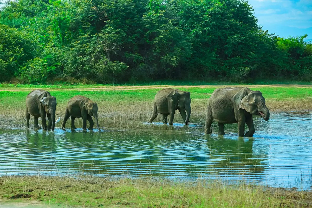 Four wild elephants wading through a shallow lake