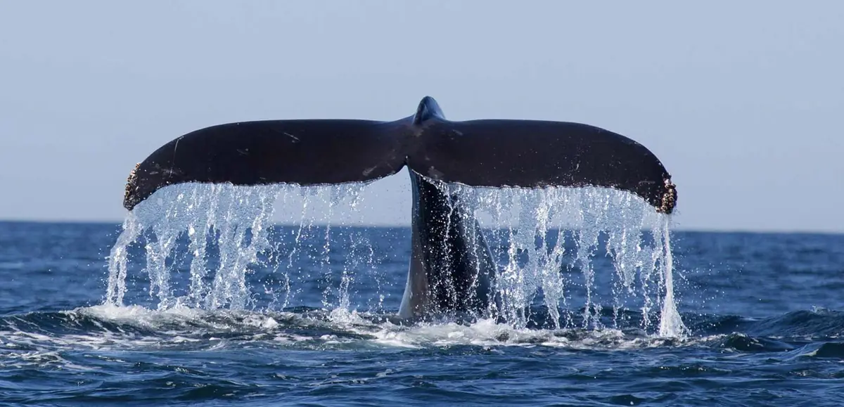 A whale's tail rising out of the sea, water streaming off it